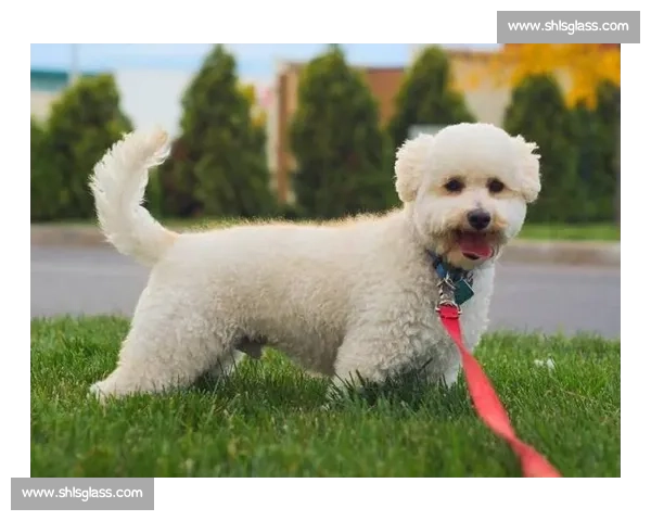 泰迪犬竞技赛精彩纷呈 引领宠物犬赛事新风潮