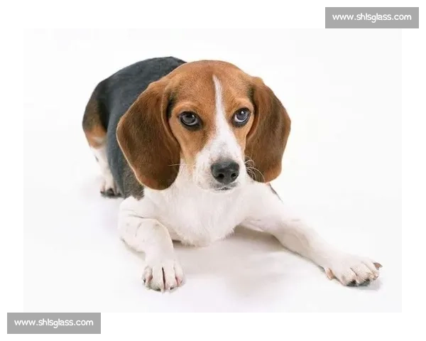 猎狗竞技赛：速度与智慧的极限挑战，展现猎犬的天赋与勇气